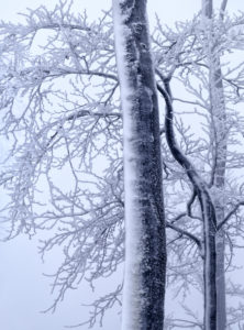 Europa, Deutschland, Hessen, Naturpark Lahn-Dill-Bergland, Winterstimmung mit Schnee, Raureif und Nebel im Schelderwald bei Siegbach Europa, Deutschland, Hessen, Naturpark Lahn-Dill-Bergland, Winterstimmung mit Schnee, Raureif und Nebel im Schelderwald bei Siegbach